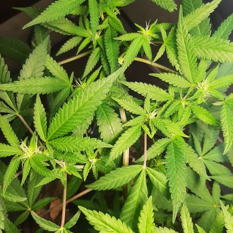 Auto GDP growlog photo: pretty girl