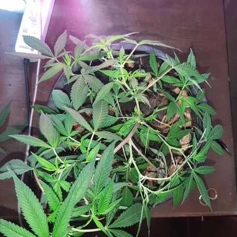 Auto GDP growlog timeline photo
