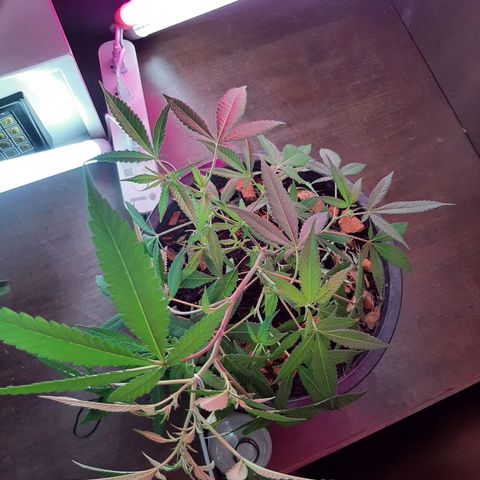 Auto GDP growlog timeline photo