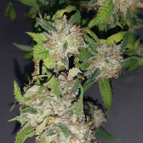 Auto GDP growlog photo: harvest 