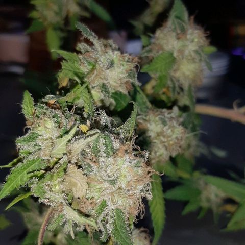 Auto GDP growlog photo: harvest 