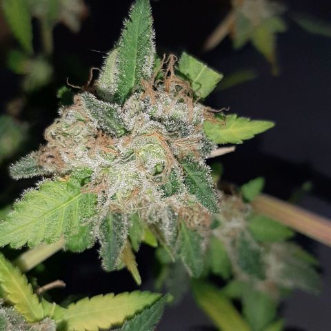 Auto GDP growlog photo: harvest 