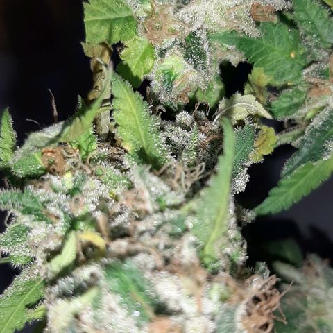Auto GDP growlog photo: harvest 
