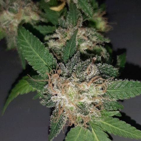 Auto GDP growlog photo: harvest 