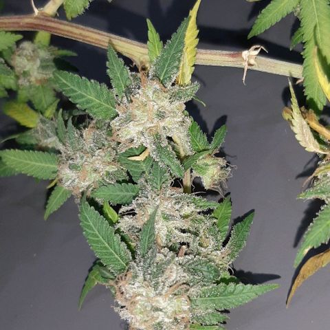 Auto GDP growlog photo: harvest 