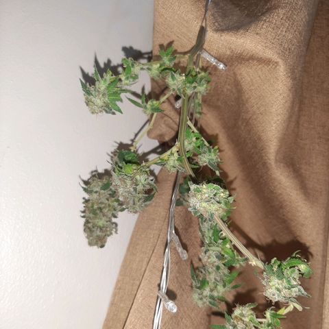 Auto GDP growlog photo: )))
