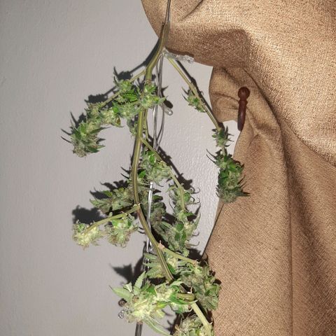 Auto GDP growlog photo: )))