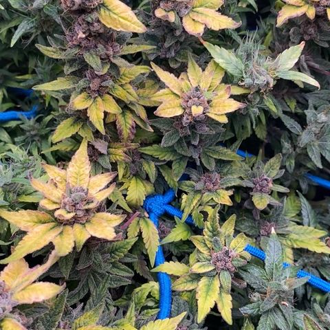 Genética desconhecida growlog timeline photo