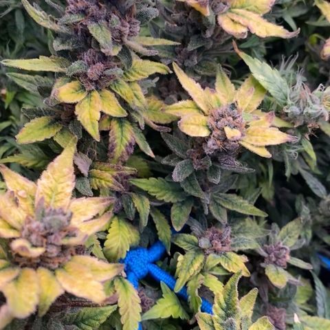 Genética desconhecida growlog timeline photo