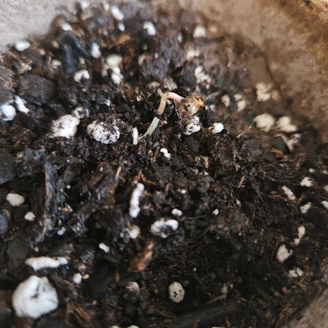 LA growlog photo: 6:00pm

