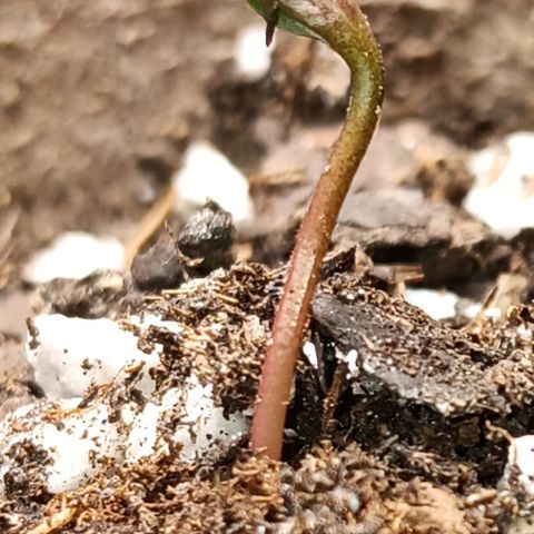 LA growlog timeline photo