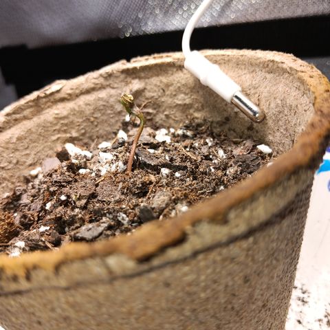 LA growlog timeline photo
