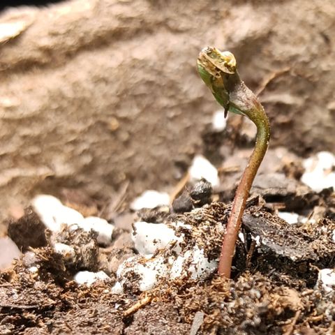 LA growlog timeline photo
