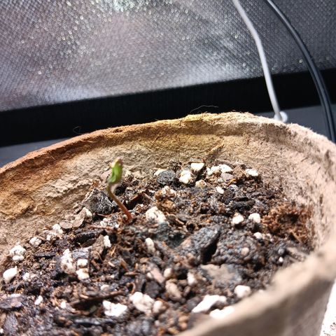 LA growlog timeline photo