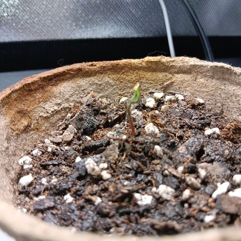 LA growlog timeline photo