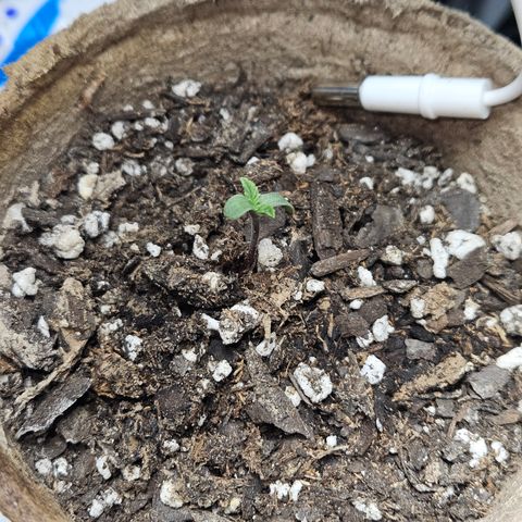 LA growlog photo: Soil was dry. Light is 15" away.
