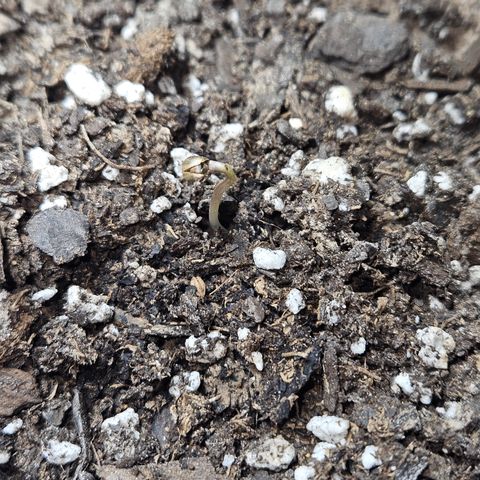 LA growlog photo: Soil was dry. One drop of water on shell. Added 9ml of water.