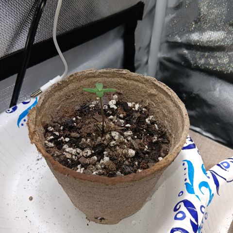 LA growlog timeline photo