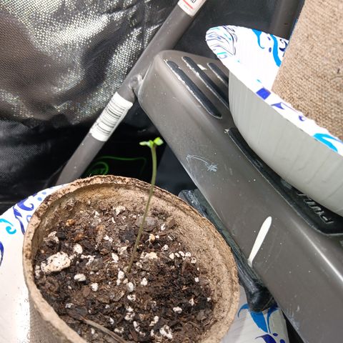 LA growlog timeline photo