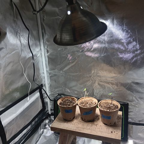LA growlog timeline photo