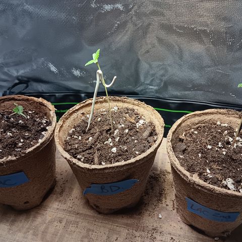 LA growlog timeline photo
