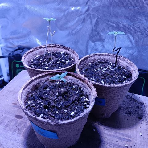 LA growlog timeline photo
