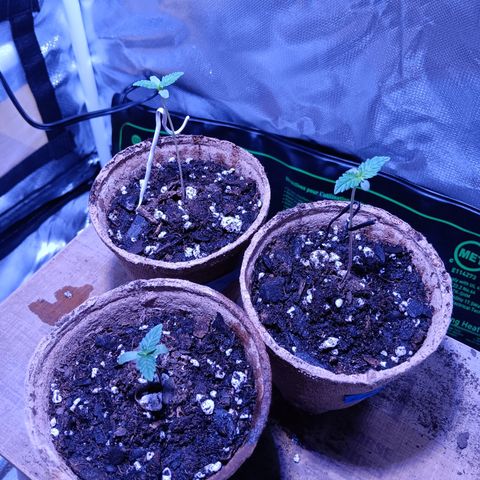 LA growlog photo: Bluedream on left
LA confidential on bottom
LA CONFIDENTIAL ON RIGHT