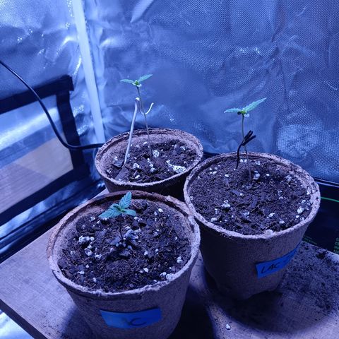 LA growlog timeline photo