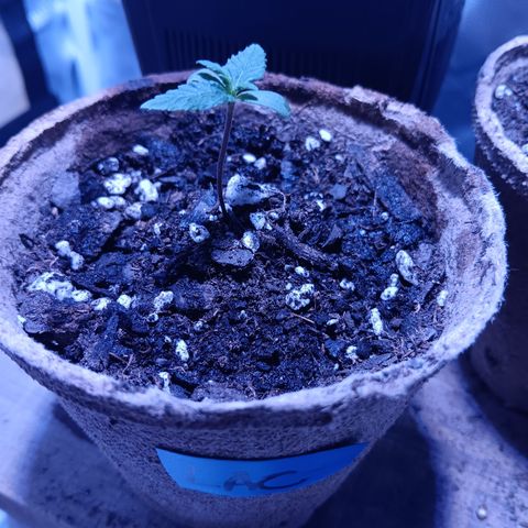 LA growlog timeline photo