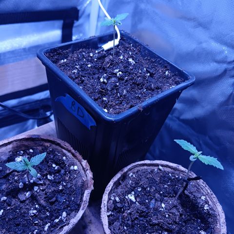 LA growlog timeline photo
