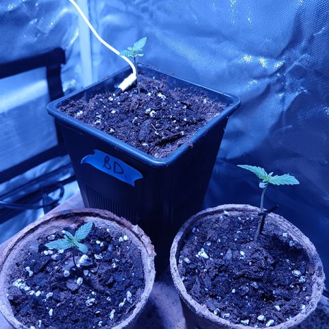 LA growlog timeline photo