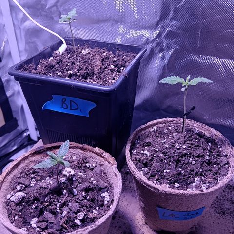 LA growlog timeline photo