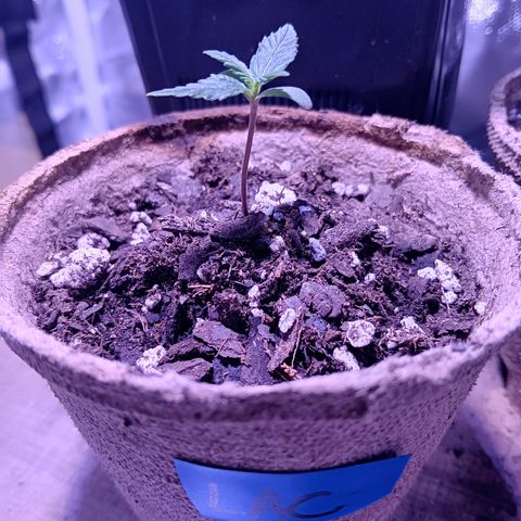 LA growlog timeline photo