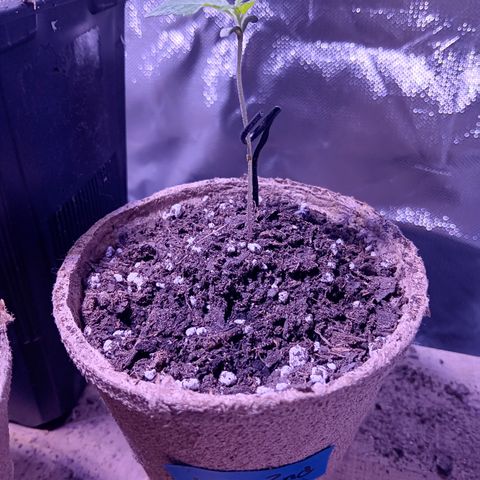 LA growlog photo: La2