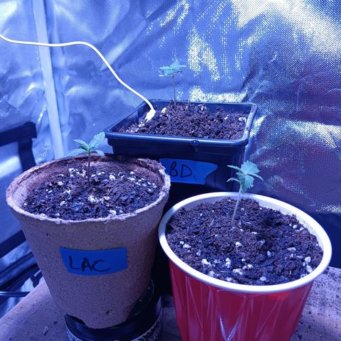 LA growlog photo: Transplanted la2