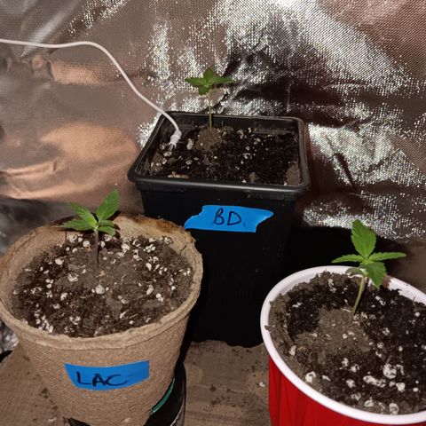 LA growlog timeline photo