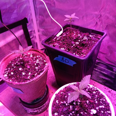 LA growlog photo: 18" led light 