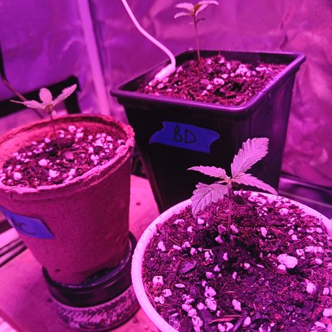 LA growlog timeline photo