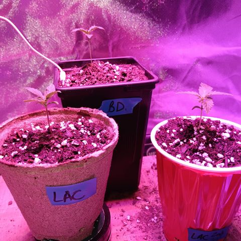 LA growlog timeline photo