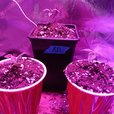 LA growlog photo: Transplanted la confidential 