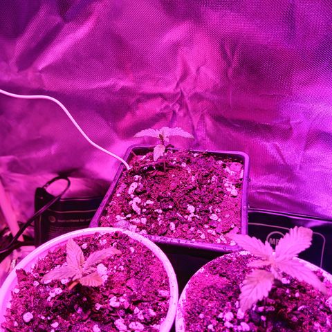 LA growlog timeline photo