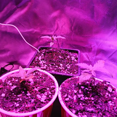 LA growlog timeline photo