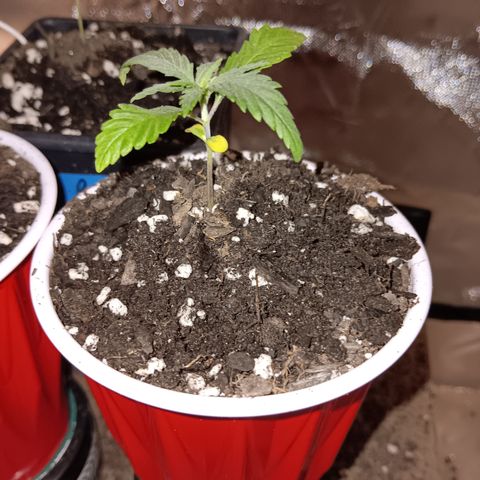 LA growlog photo: LA CONFIDENTIAL 2 