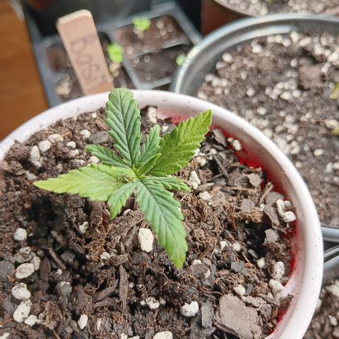 LA growlog photo: Yellowish light green