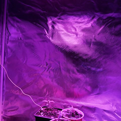 LA growlog photo: Light is set to 19"
