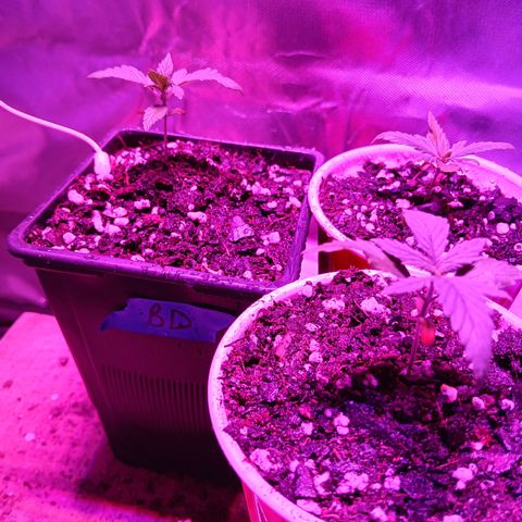 LA growlog timeline photo