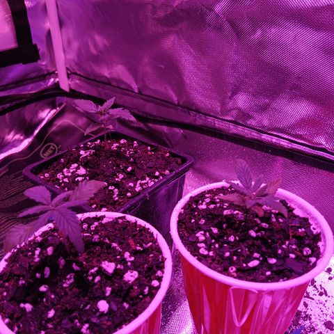 LA growlog timeline photo