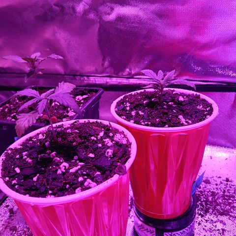 LA growlog timeline photo