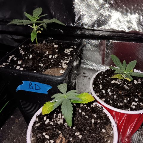 LA growlog photo: La confidential first set of leaves are yellow. Moved light to 34" away. 