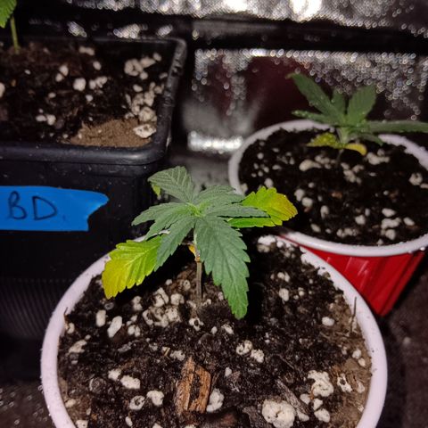 LA growlog timeline photo